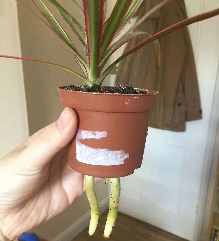 My Plant Grew A Pair Of Legs