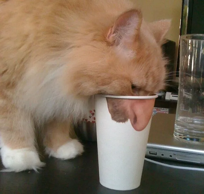 This Cat Grew A Human Nose And Now I Can’t Unsee It. This Is The Best Photo I Have Ever Taken 
