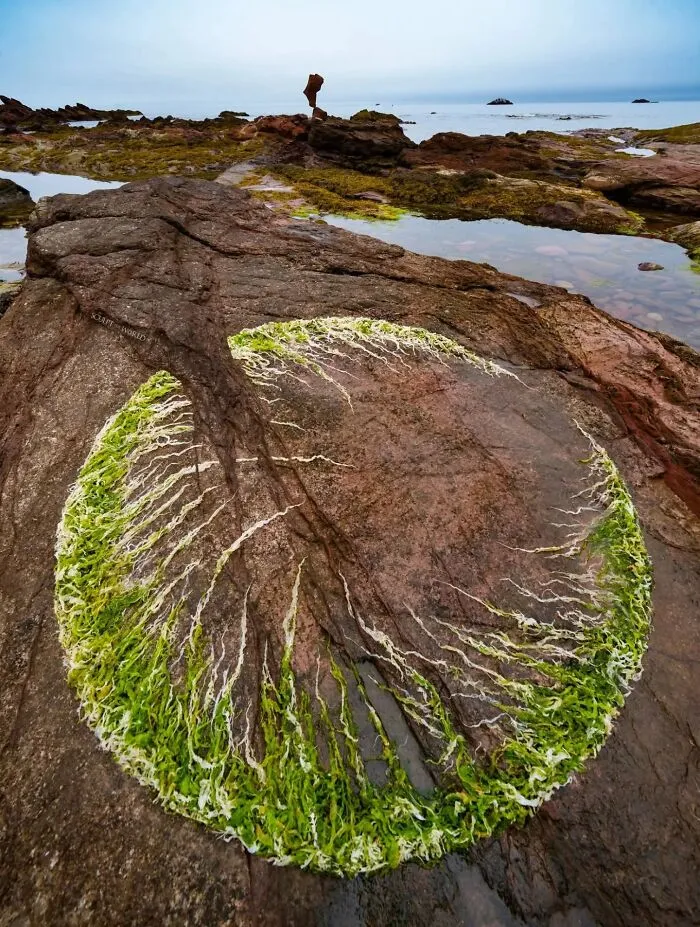 47 Patience-Requiring Land Art Pieces Made With Natural Materials Created By This Artist (New Pics)