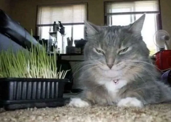 This Is Motorboat High On Catnip