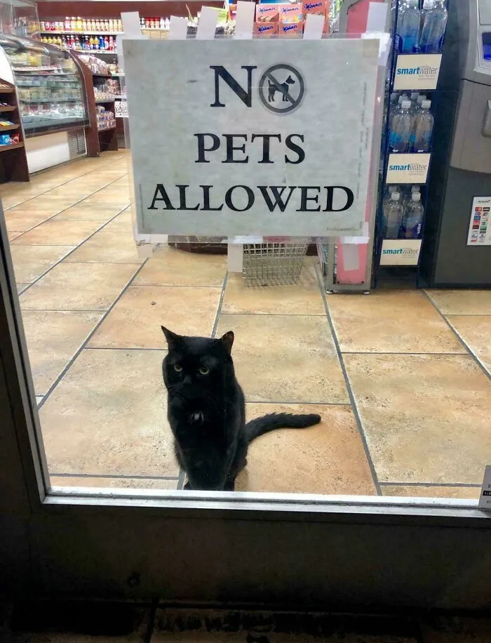 Rules? I Scoff In The Face Of Rules!