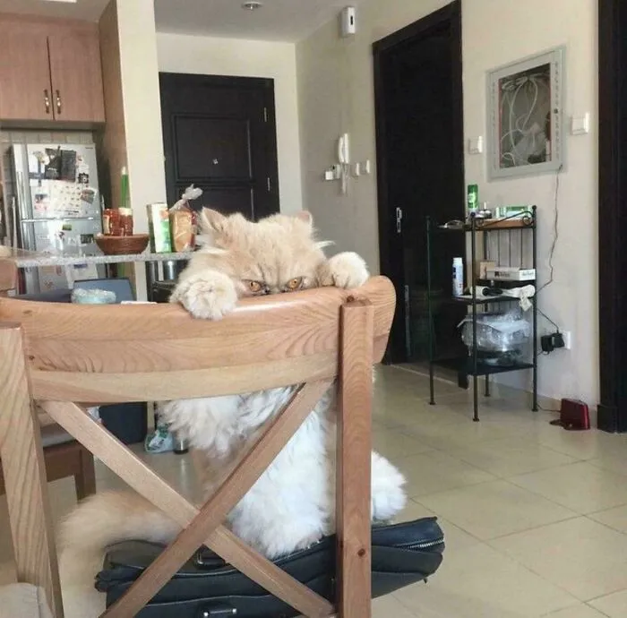 You Fed The Dog First For The Last Time