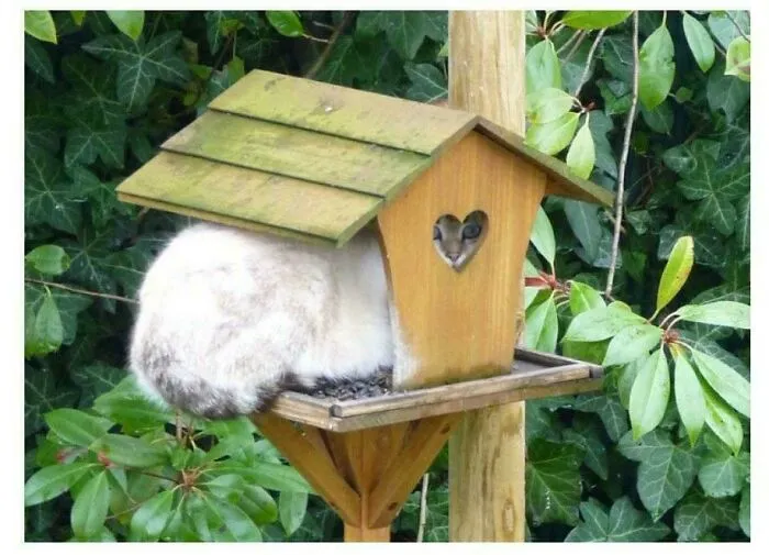 If I Fits, I'm The New Bird Seed