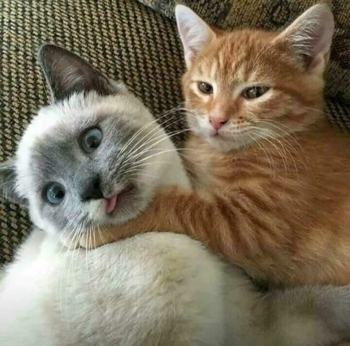 I Was Trying To Help, I Swear!