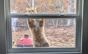 46 Cats Plotting, During Or In The Aftermath Of Their Crimes
