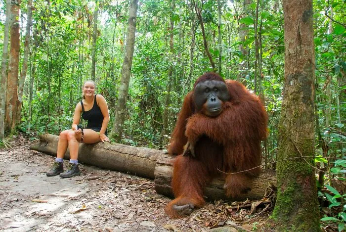 Size Of Orangutan