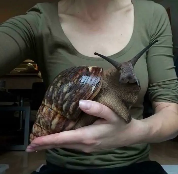 El caracol terrestre africano