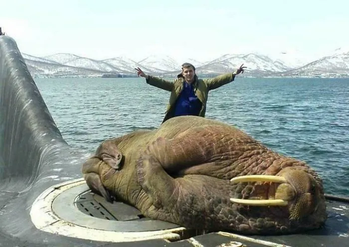 Giant Walrus Having A Nap On A Russian Submarine