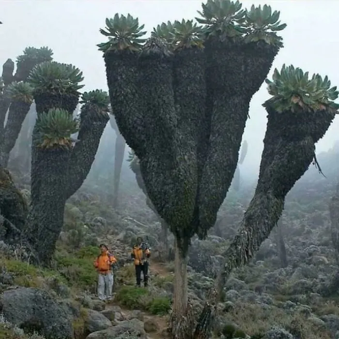 Senecios gigantes, plantas prehistóricas halladas en el monte Kilimanjaro