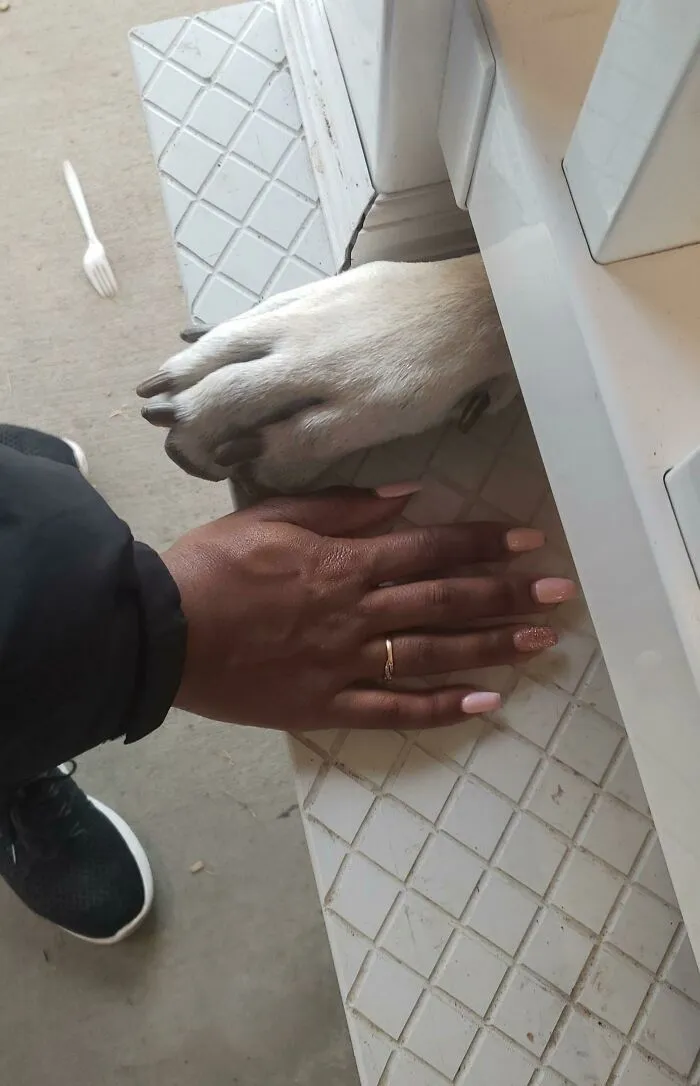 Mano humana junto a la pata de un perro, mostrando la verdadera escala del cuerpo humano en comparación con objetos.