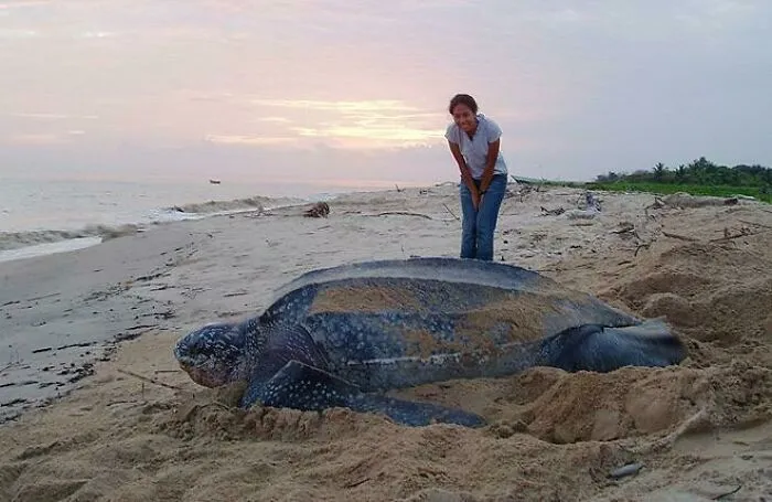 La tortuga laúd en peligro de extinción, la tortuga marina más grande