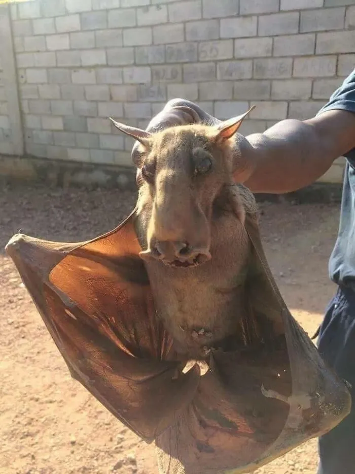Un murciélago cabeza de martillo; coloquialmente conocido como alce alado
