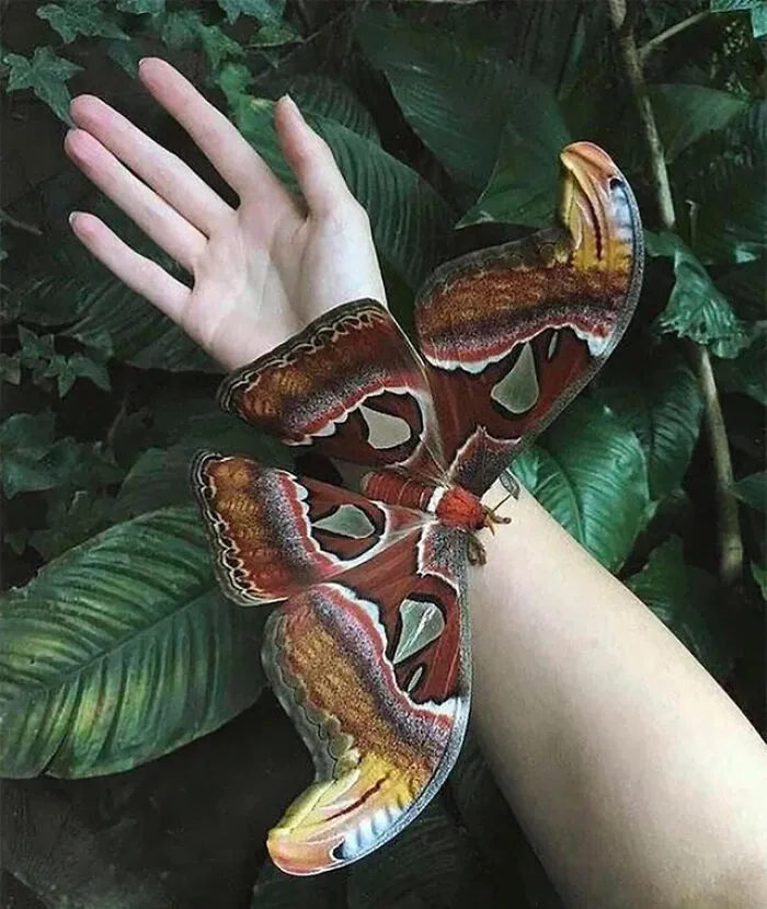Polilla atlas