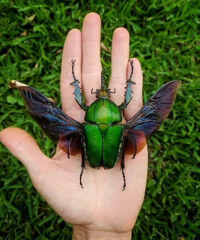 Mecynorhina Torquata Is One Of The Largest Flower Beetles In The World