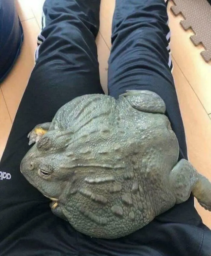 Giant South African Bullfrog