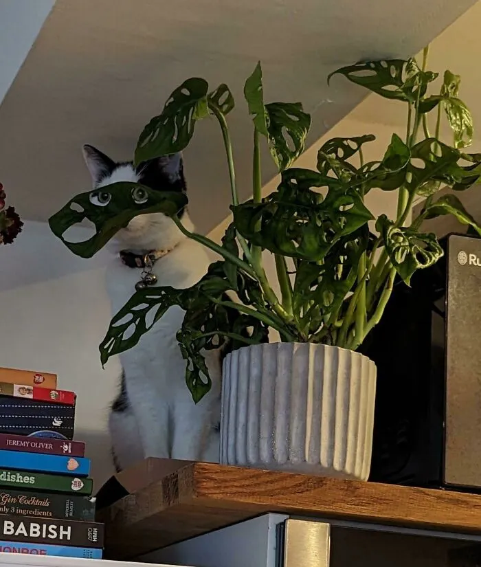 Kiki Watches, Hidden In The Jungle