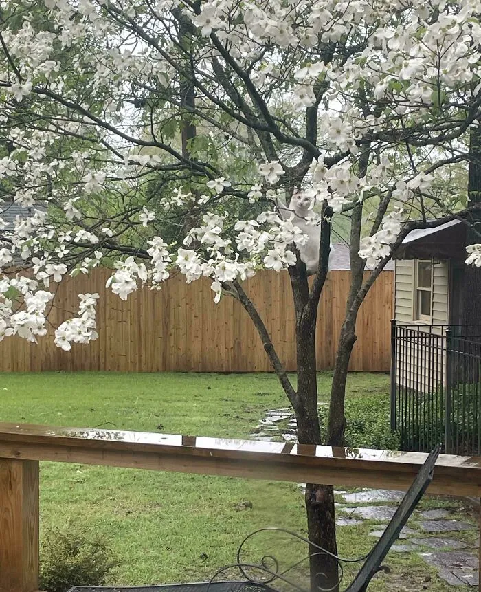 No Cat, Only Flowers