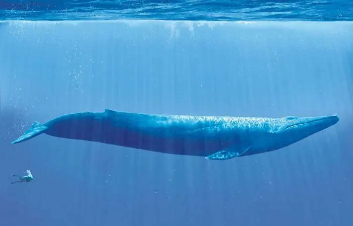 Nadando con una ballena azul