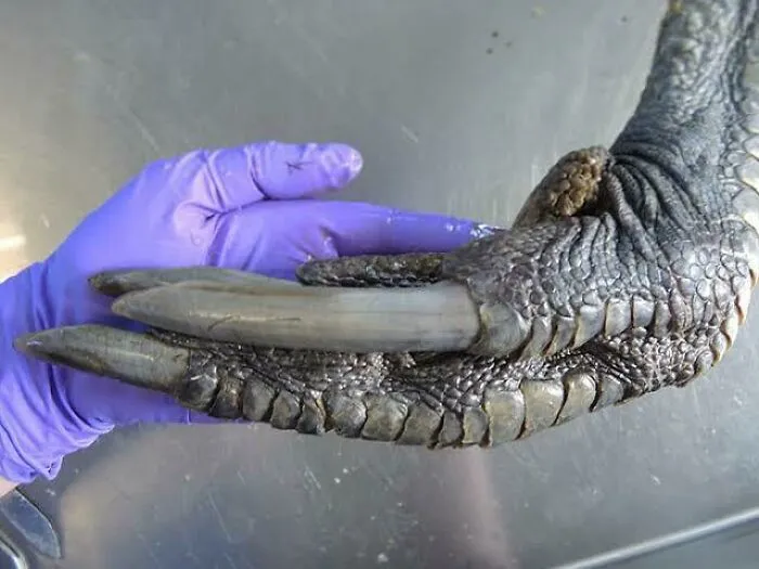 Las garras del casuario meridional macho. Un breve recordatorio de que las aves son, en efecto, descendientes de los dinosaurios.