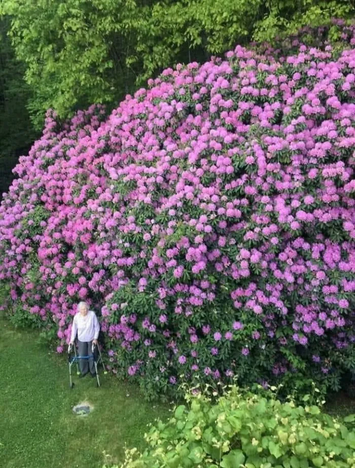 Rododendro de 100 años
