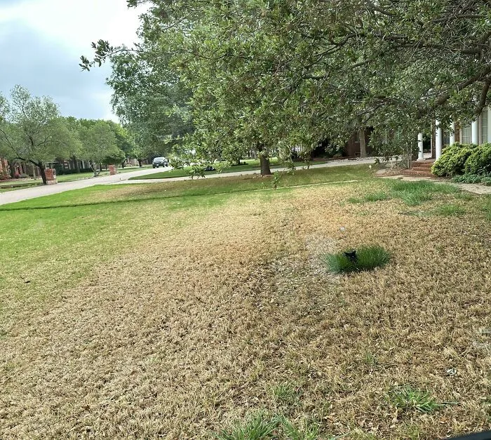 I Can't Even Fully Mow My Lawn Because A Little Tiny Black Jaguar Has Found A Hiding Spot! He Thinks He's Invisible