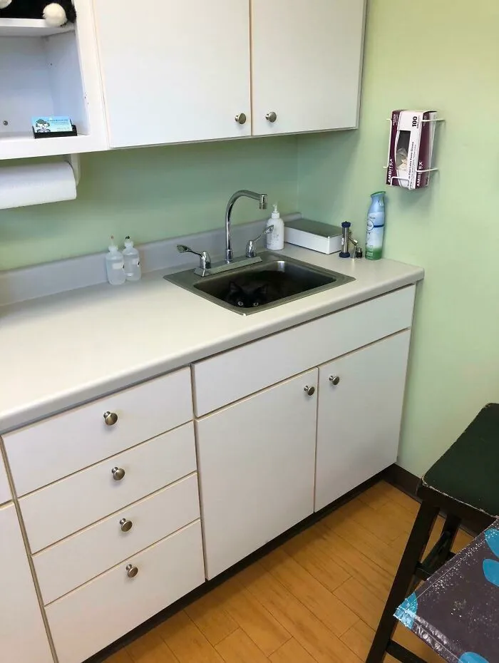 Vet: “Wait, There Is A Cat In Here, Right?”