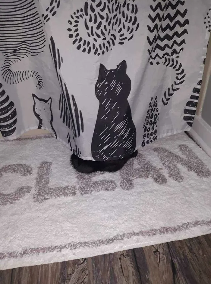 Cat: Guess Where I Am?