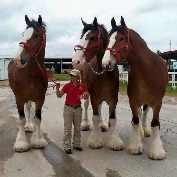 No sabía lo grandes que eran los caballos Clydesdale hasta que vi esta foto