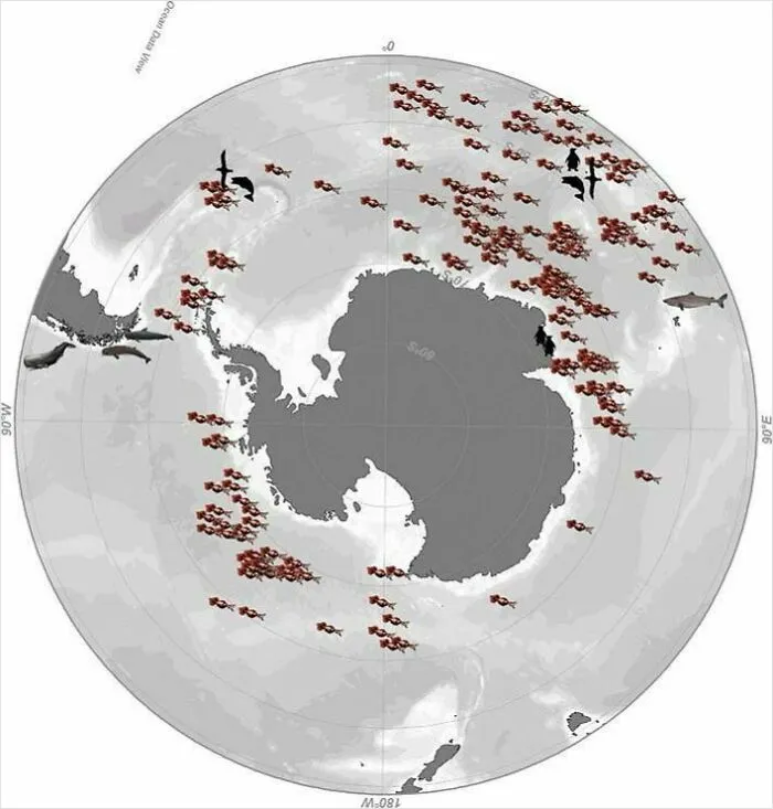 Colossal Squid Sightings Around The World