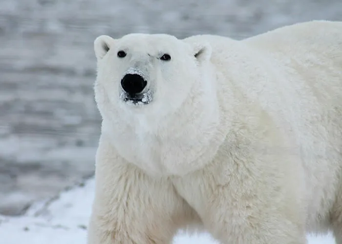 22 Verdades inquietantes sobre los animales que quizá desearías no saber