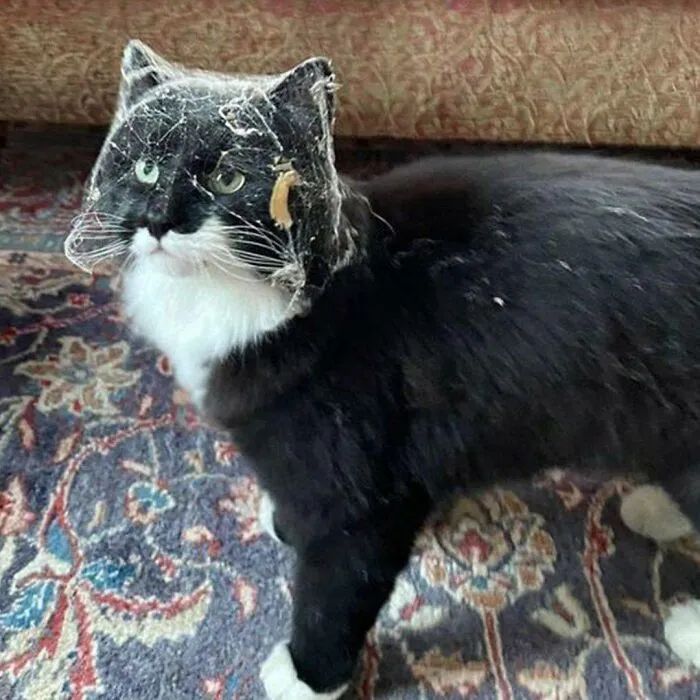 Cats-With-Jobs-Fb-Pictures