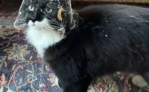 50 Pics Of ‘Cats With Jobs’ That Prove There Isn’t Anything Felines Can’t Do (New Pics)