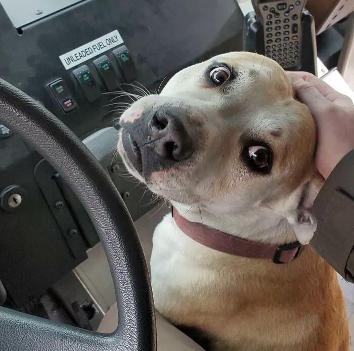 50 Of The Cutest Dogs And Other Pets UPS Drivers Met While On The Job (New Pics)