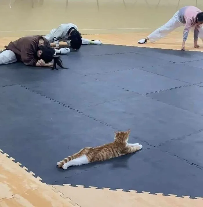 50 Pics Of ‘Cats With Jobs’ That Prove There Isn’t Anything Felines Can’t Do (New Pics)
