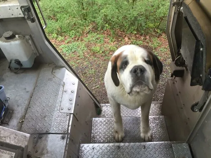 50 Of The Cutest Dogs And Other Pets UPS Drivers Met While On The Job (New Pics)
