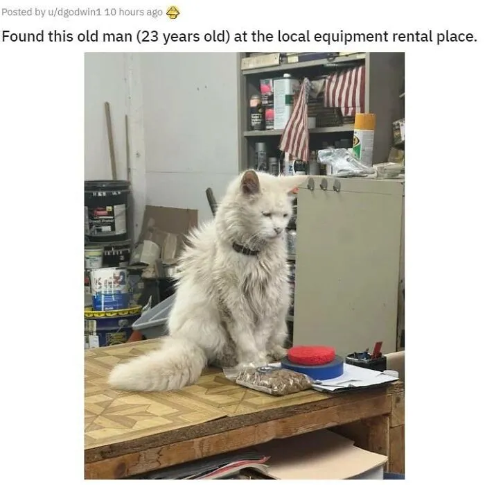50 Pics Of ‘Cats With Jobs’ That Prove There Isn’t Anything Felines Can’t Do (New Pics)