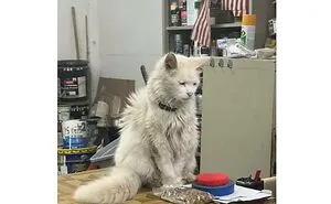48 Pics Of ‘Cats With Jobs’ That Prove There Isn’t Anything Felines Can’t Do