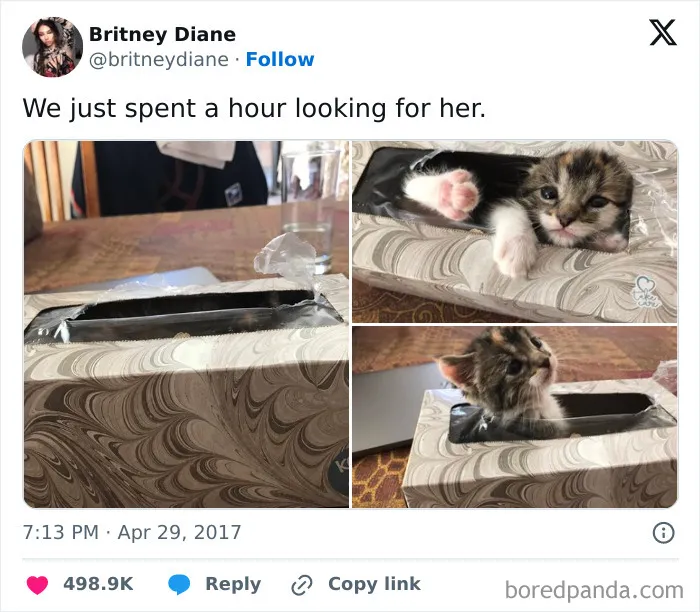 Sneaky Kitten