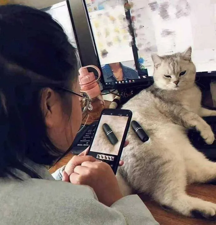50 Pics Of ‘Cats With Jobs’ That Prove There Isn’t Anything Felines Can’t Do (New Pics)