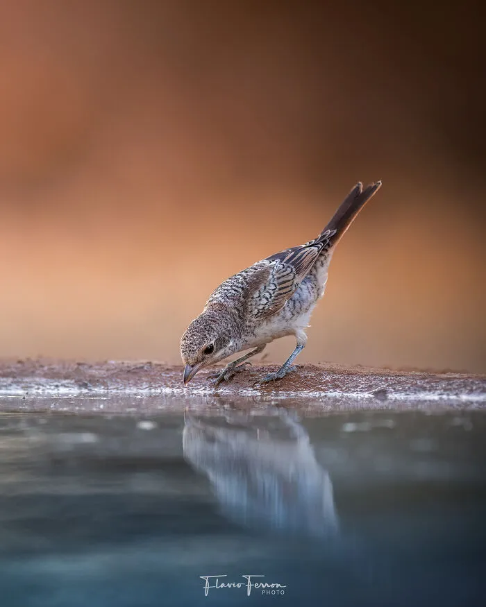 A close-up of a small bird drinking water with reflection, showcasing stunning nature photography and respect for wildlife.