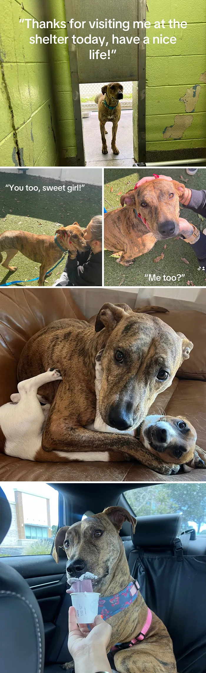 This New Trend Has People Sharing Their Tearjerking Pet Adoption Stories And These 50 Made Us Cry