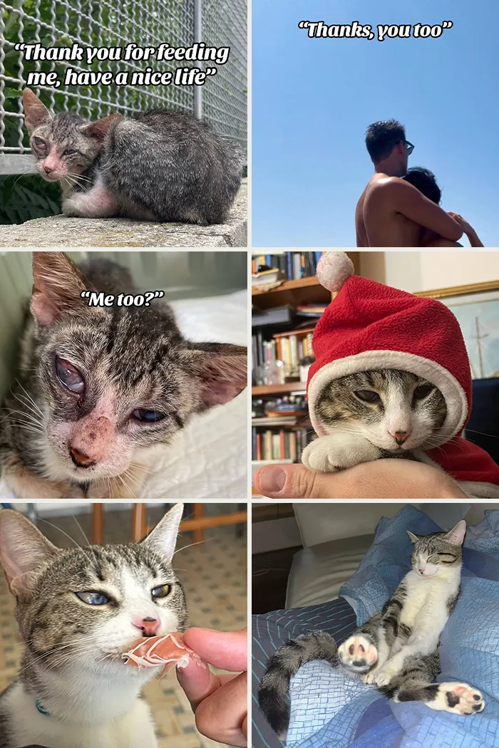 Before and after adoption pics of cats showing recovery, comfort, and love in heartwarming adoption moments.