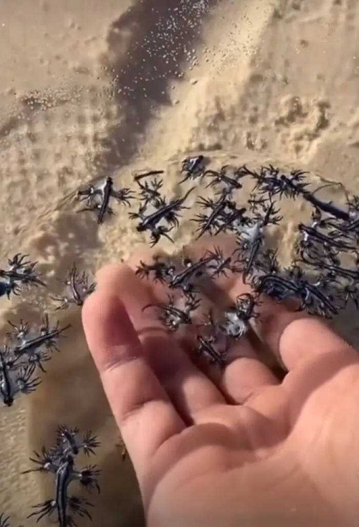 Un hombre toca un gran grupo de Glaucus Atlanticus
