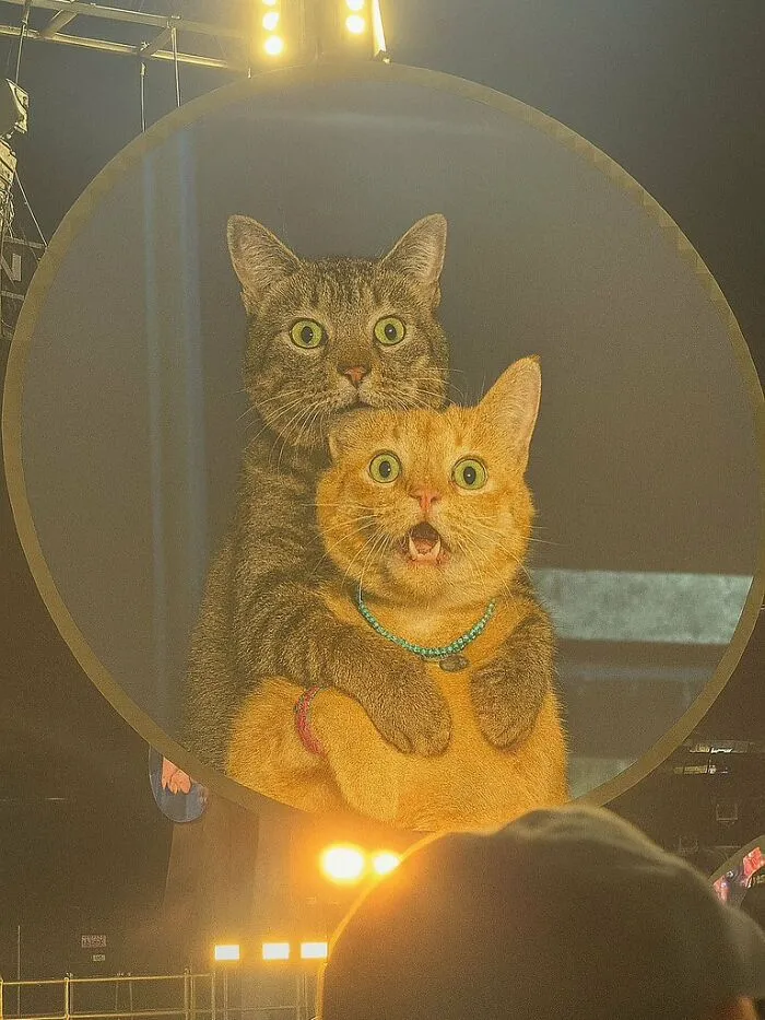"Cats With Pawerful Aura": 50 Hilarious Cats To Boost Your Aura Points