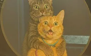 "Cats With Pawerful Aura": 50 Hilarious Cats To Boost Your Aura Points
