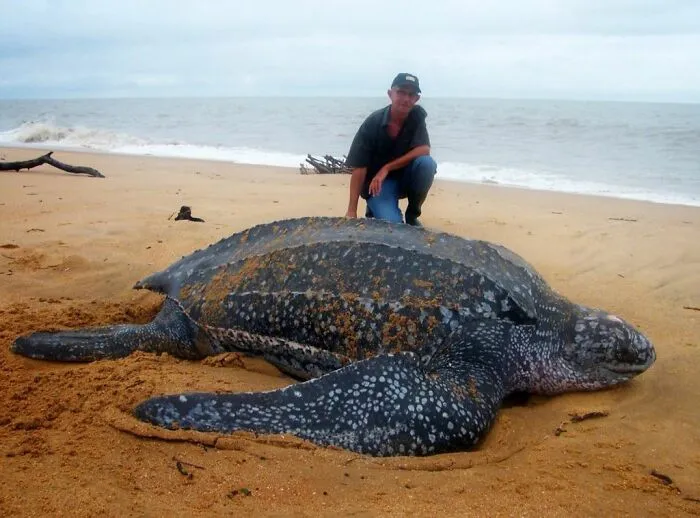 The Absolute Unit Of All Living Turtles