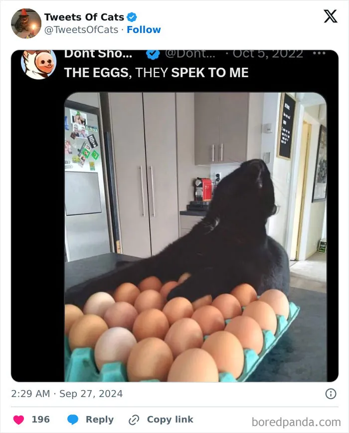 50 Hilarious Cat Memes And Pics That Prove They’re The Best Antidote To Stress