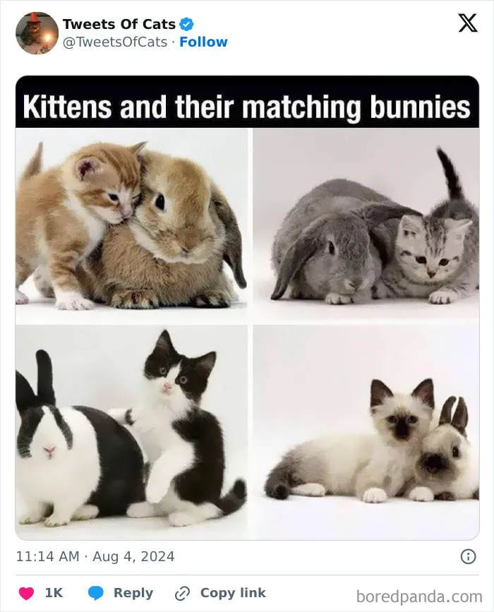 50 Hilarious Cat Memes And Pics That Prove They’re The Best Antidote To Stress
