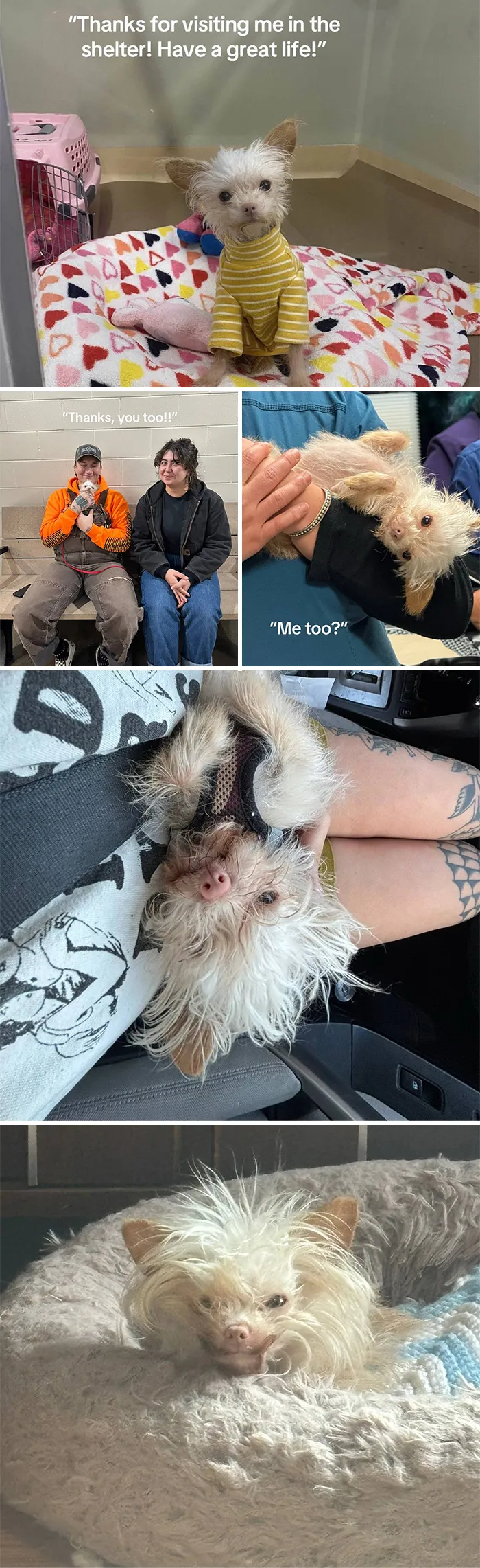 This New Trend Has People Sharing Their Tearjerking Pet Adoption Stories And These 50 Made Us Cry