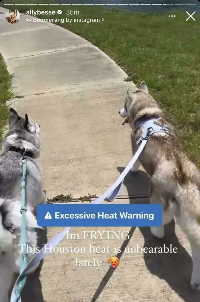 ‘The Heat Is Unbearable’ But Let Me Take My Huskies For A Walk On The Hot Concrete. Does This Girl Have Any Actual Brain Cells?